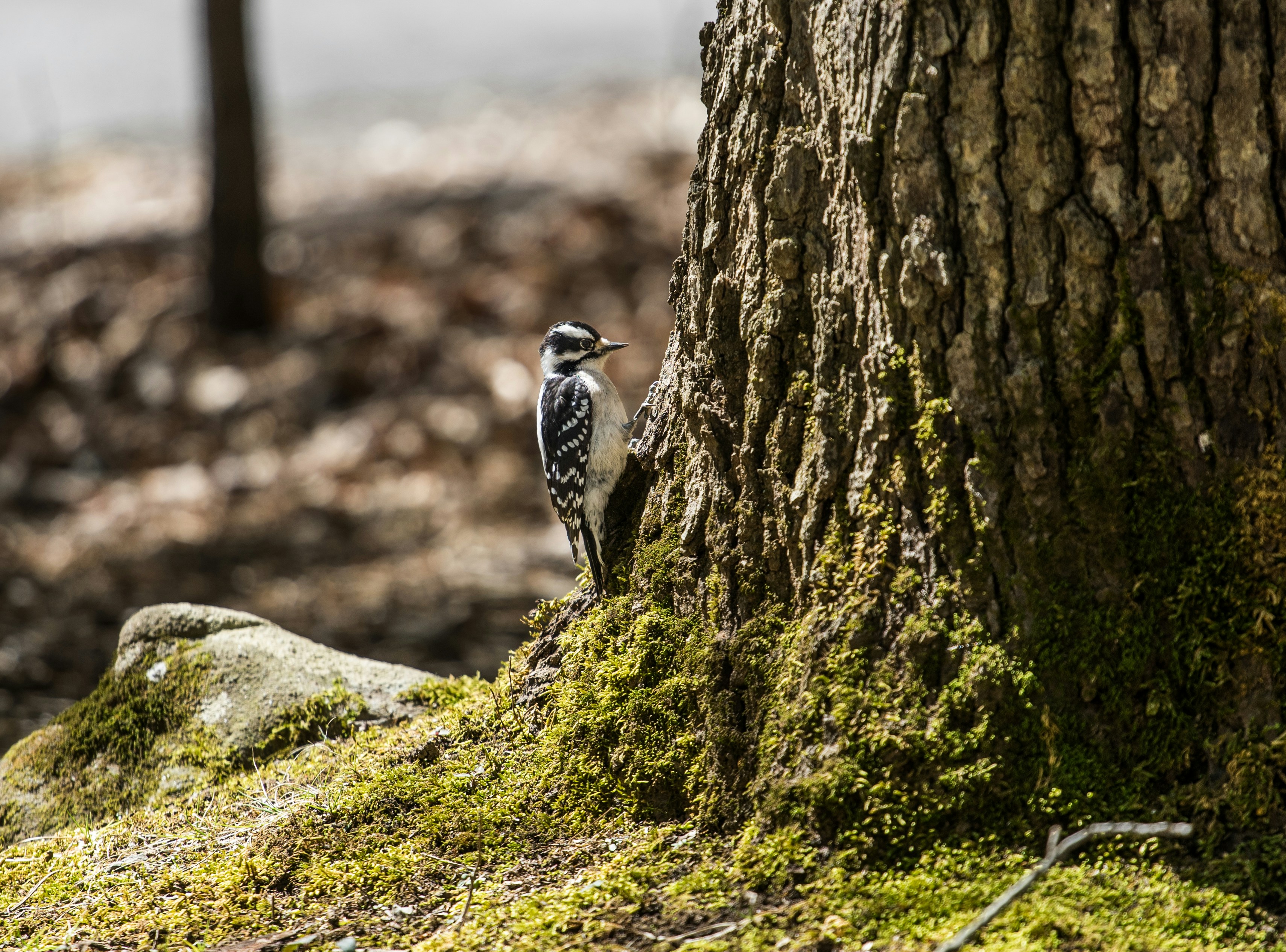 Free Unsplash photo from Jeffrey Wegrzyn