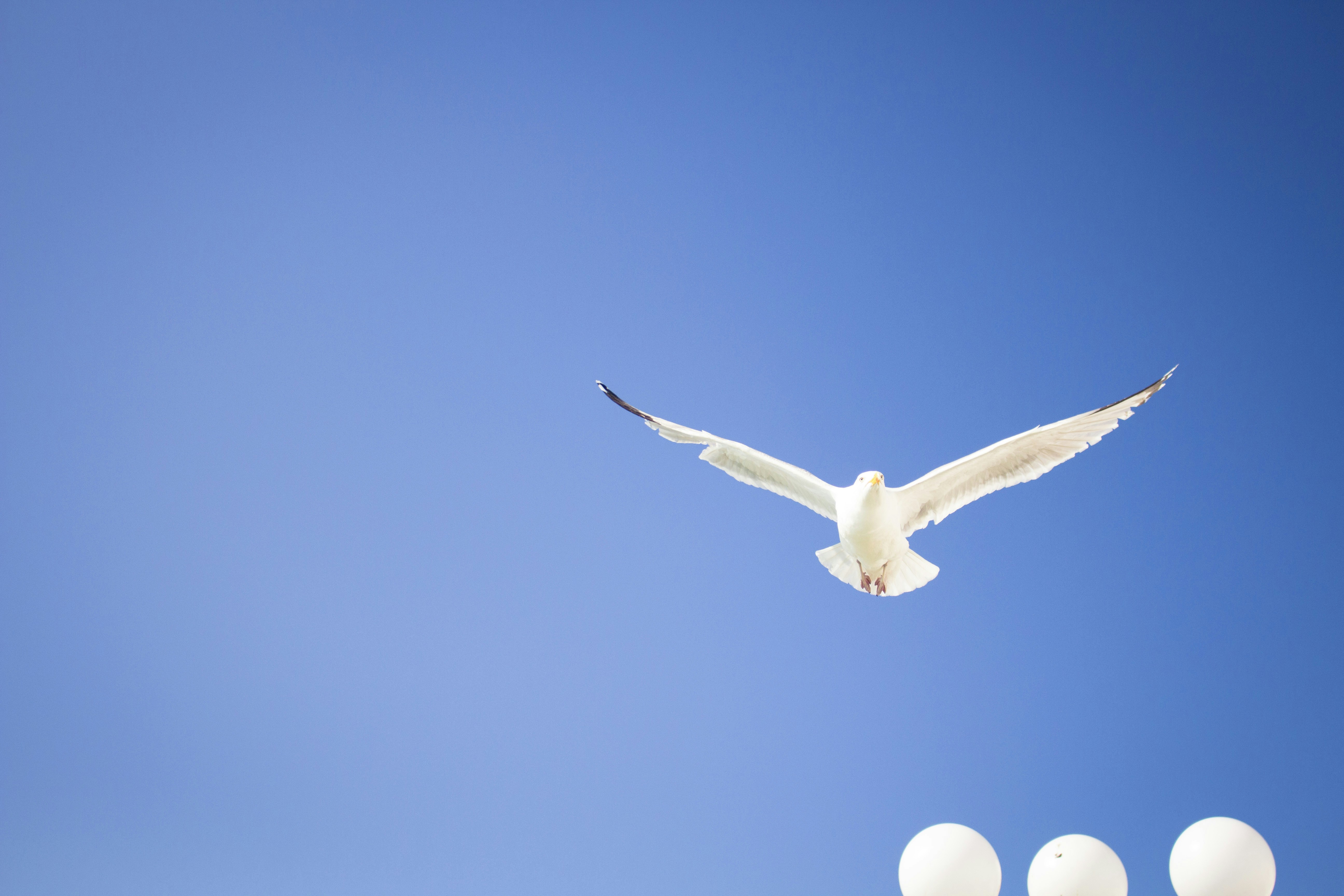 Белый голубь на пляже. Белый голубь в голубом небе фото высокого разрешения