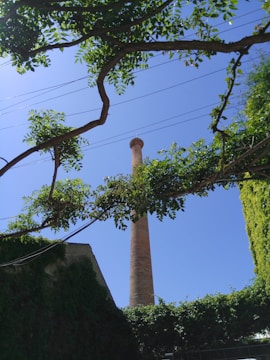 A tall brick chimney rises vertically against a clear blue sky, framed by lush green branches and leaves from two trees. The foreground includes additional foliage and a building partially covered with climbing plants. Overhead wires stretch horizontally across the scene.