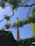 A tall brick chimney rises vertically against a clear blue sky, framed by lush green branches and leaves from two trees. The foreground includes additional foliage and a building partially covered with climbing plants. Overhead wires stretch horizontally across the scene.