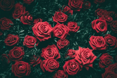 red rose flowers