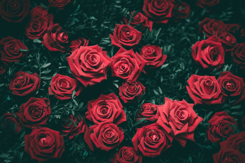 flores rosas rojas