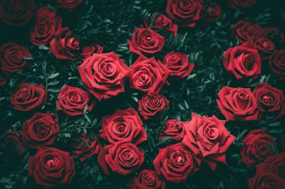 red rose flowers rose zoom background