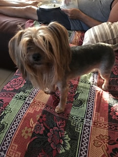 A small dog with long, shaggy fur stands on a colorful patterned surface. The dog appears to be a Yorkshire Terrier with a light brown and gray coat. In the background, a person is sitting on a couch and holding a plate.