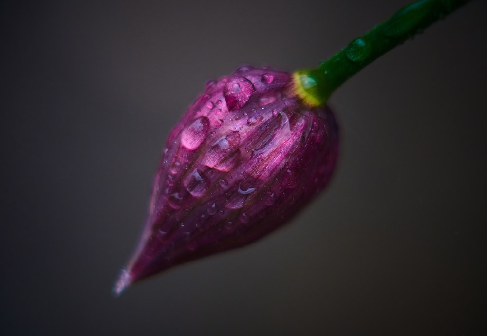 purple flower bud