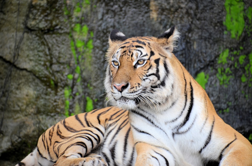 white and black tiger lying on gray rock in closeup photography