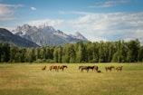 group of horses standing on field
