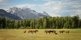 group of horses standing on field