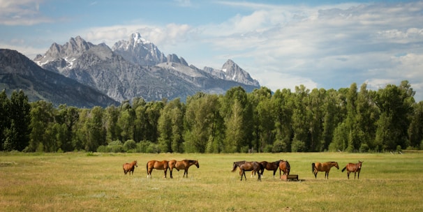 group of horses standing on field