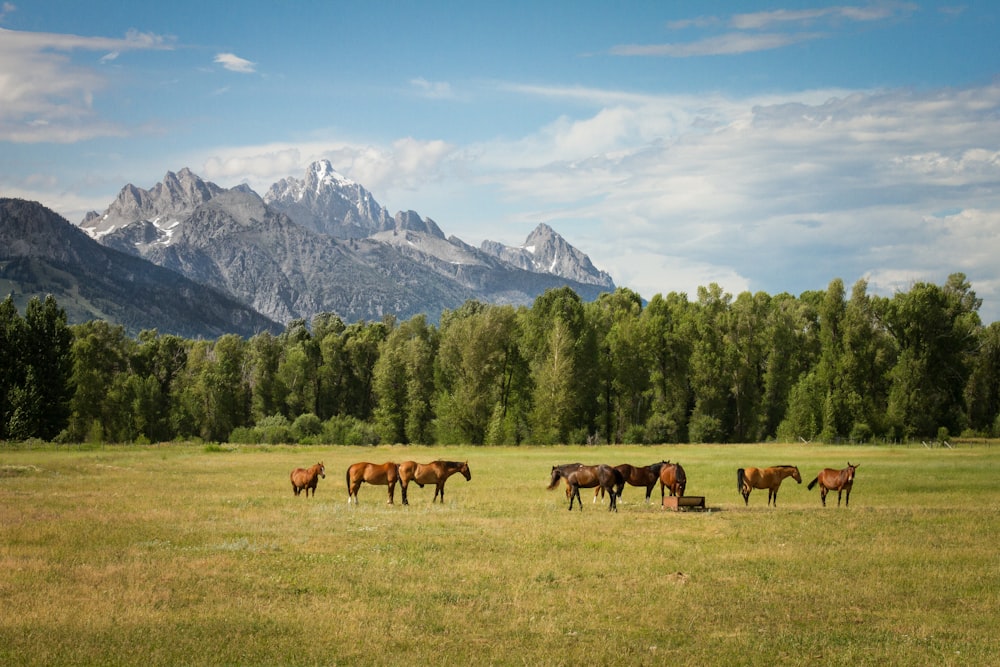 Gruppe von Pferden, die auf dem Feld stehen