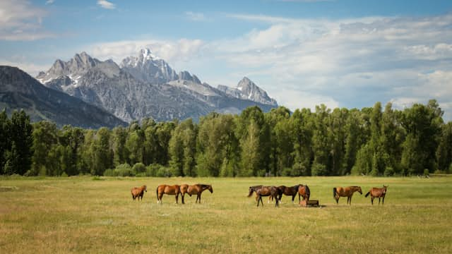 Countryside