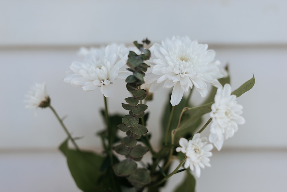 white petaled flower close-up photography