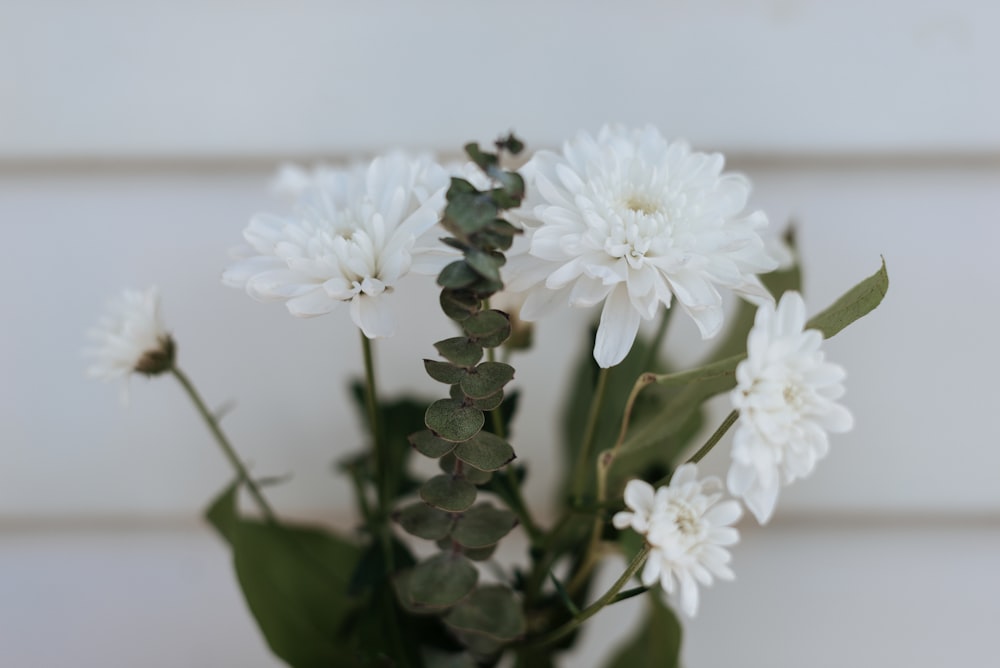 Nahaufnahme der weißen Blume mit Blütenblättern