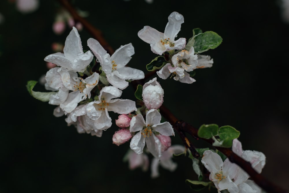 white flowers