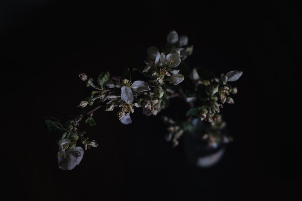 closeup photography of bloomed flowers