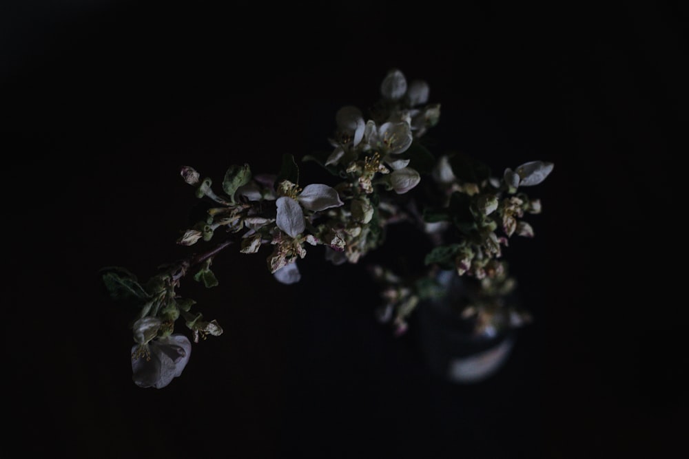 fotografia de closeup de flores floridas