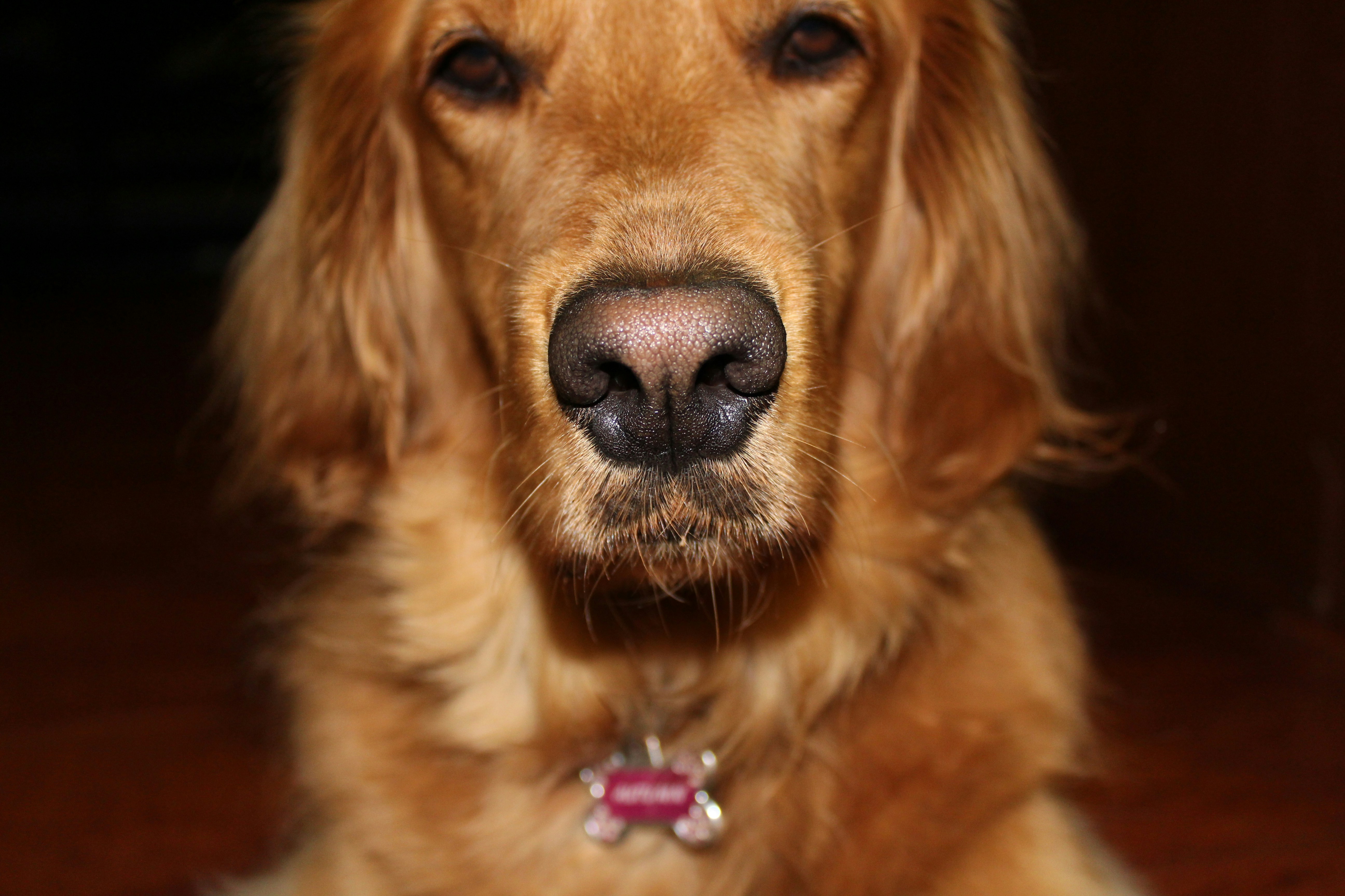 Golden retriever dog wearing a rich brown leather collar, close-up portrait with warm natural light