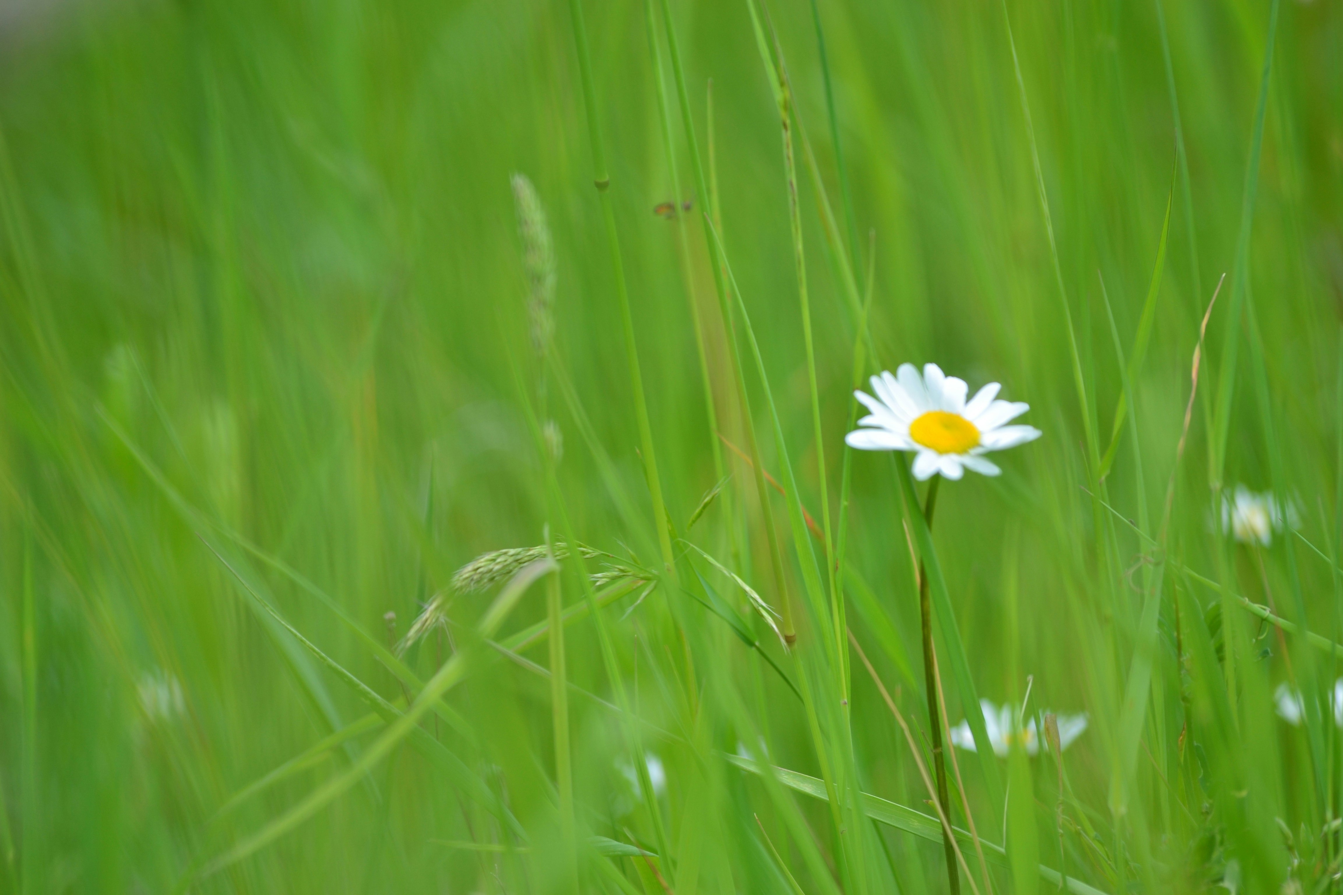 Free Unsplash photo from Szűcs László