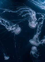 white jellyfishes swims