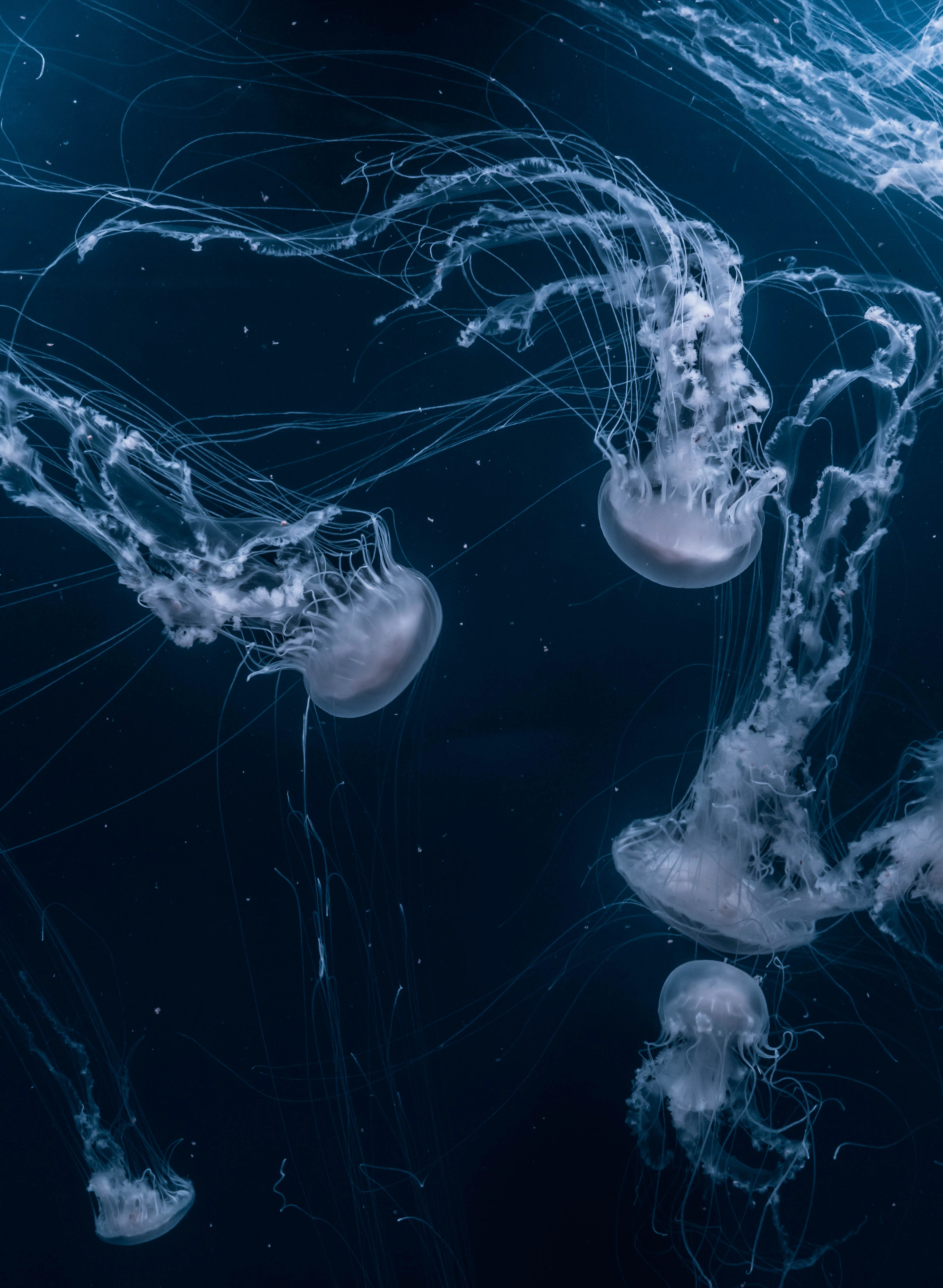 Several pale jellyfish drifting through dark blue water