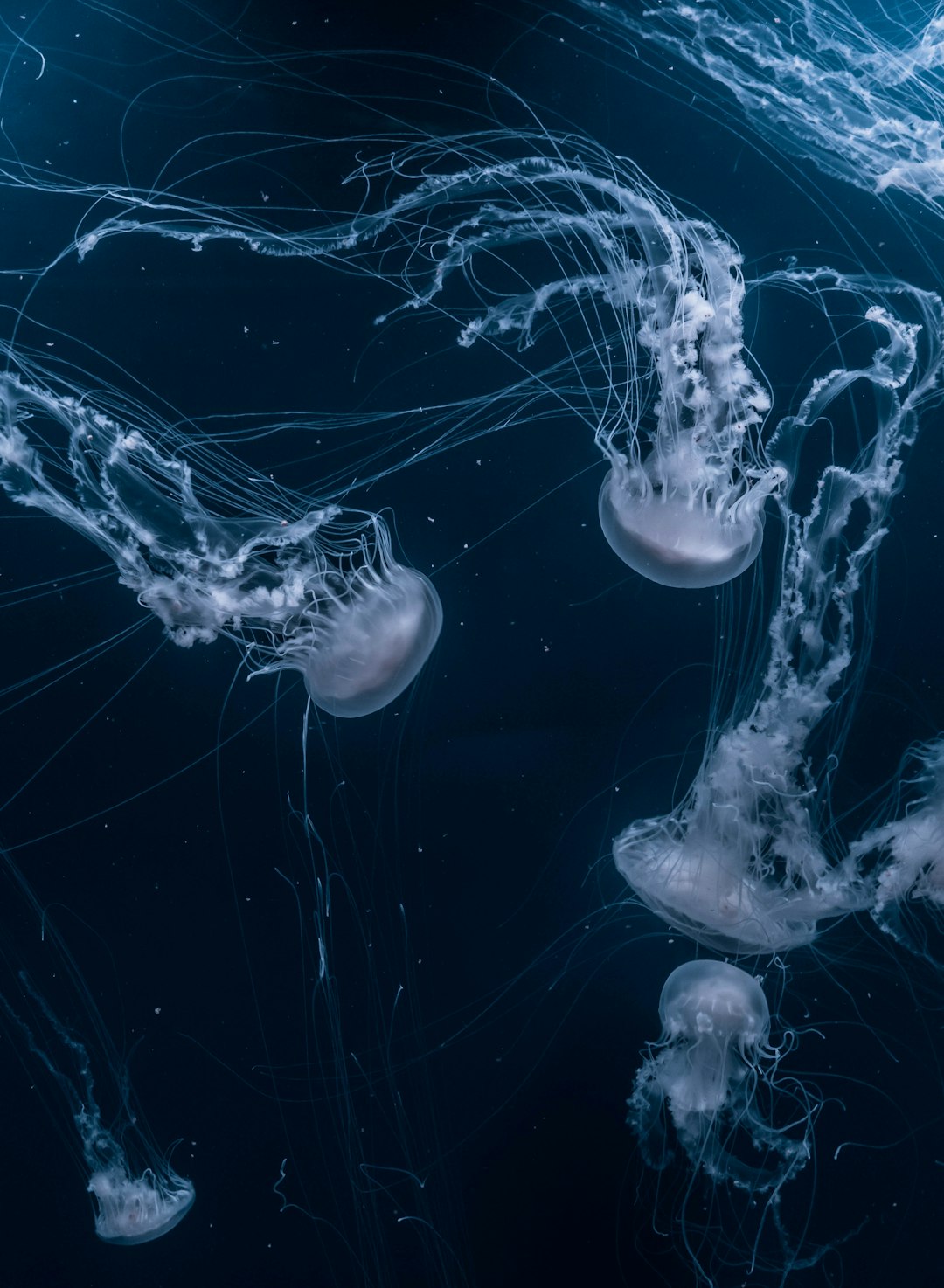  white jellyfishes swims jellyfish