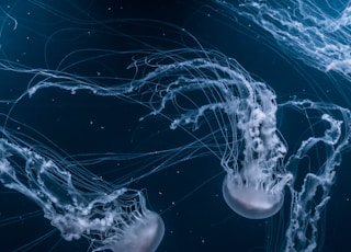 white jellyfishes swims