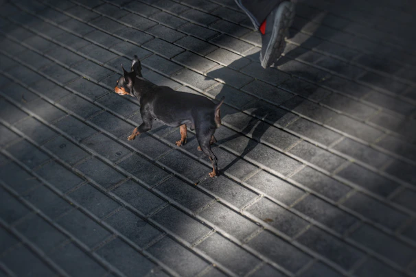 A street dog walking along a sunlit pavement with a small packet of diskut biscuits in the foreground.