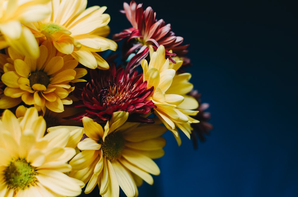 yellow petal flower