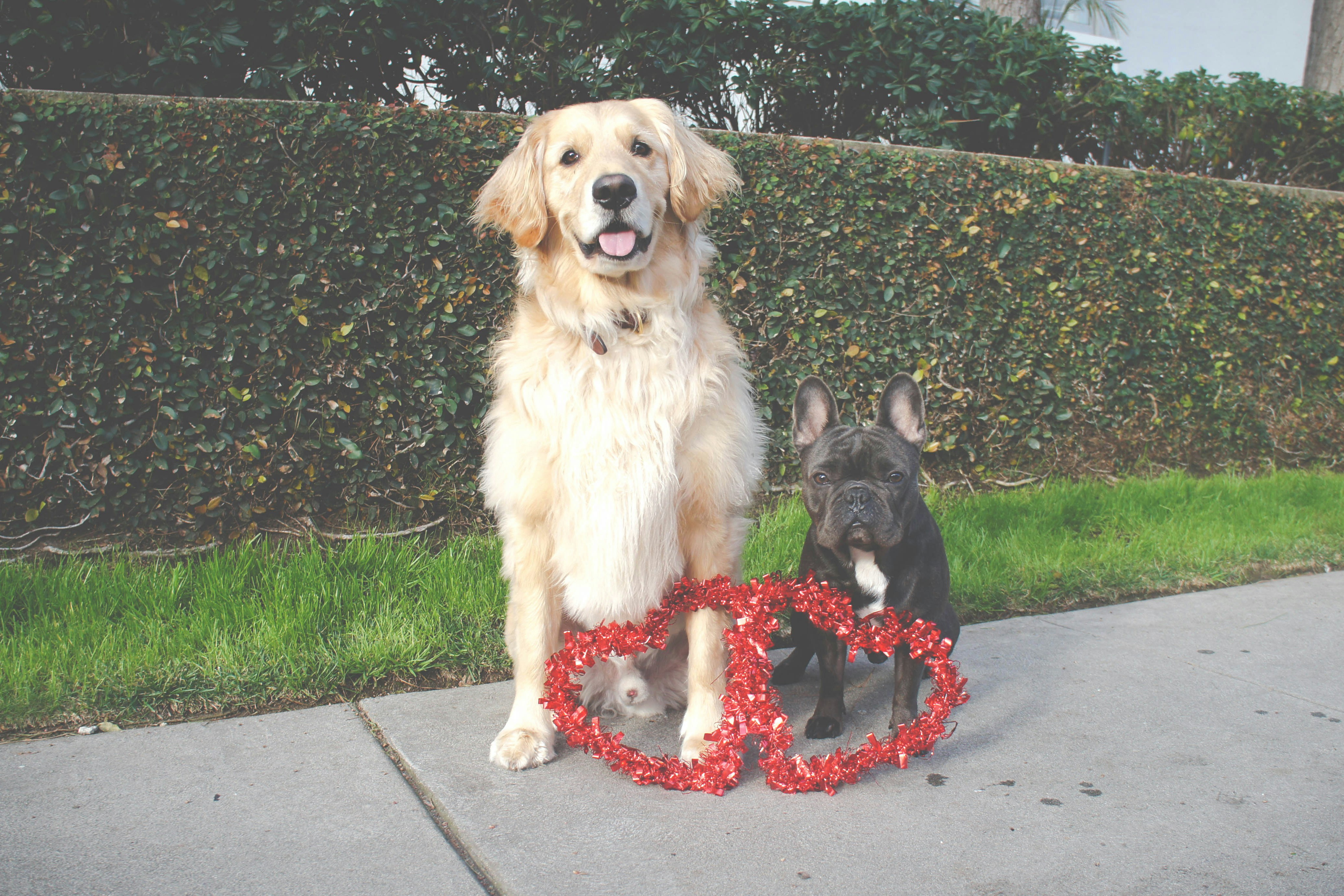 El boom del e-commerce de artículos para mascotas