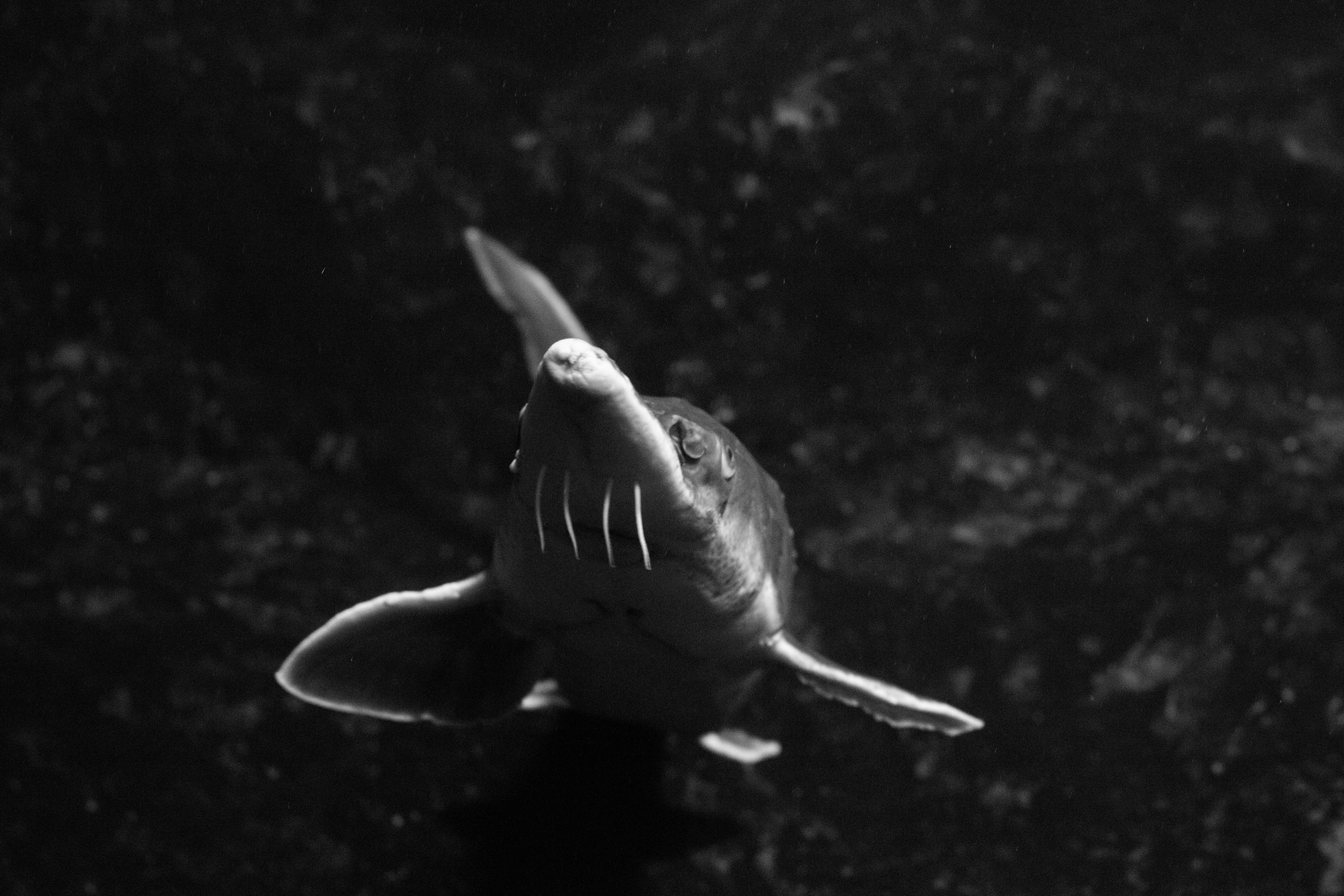 Free Unsplash photo from Thom Oudhuis