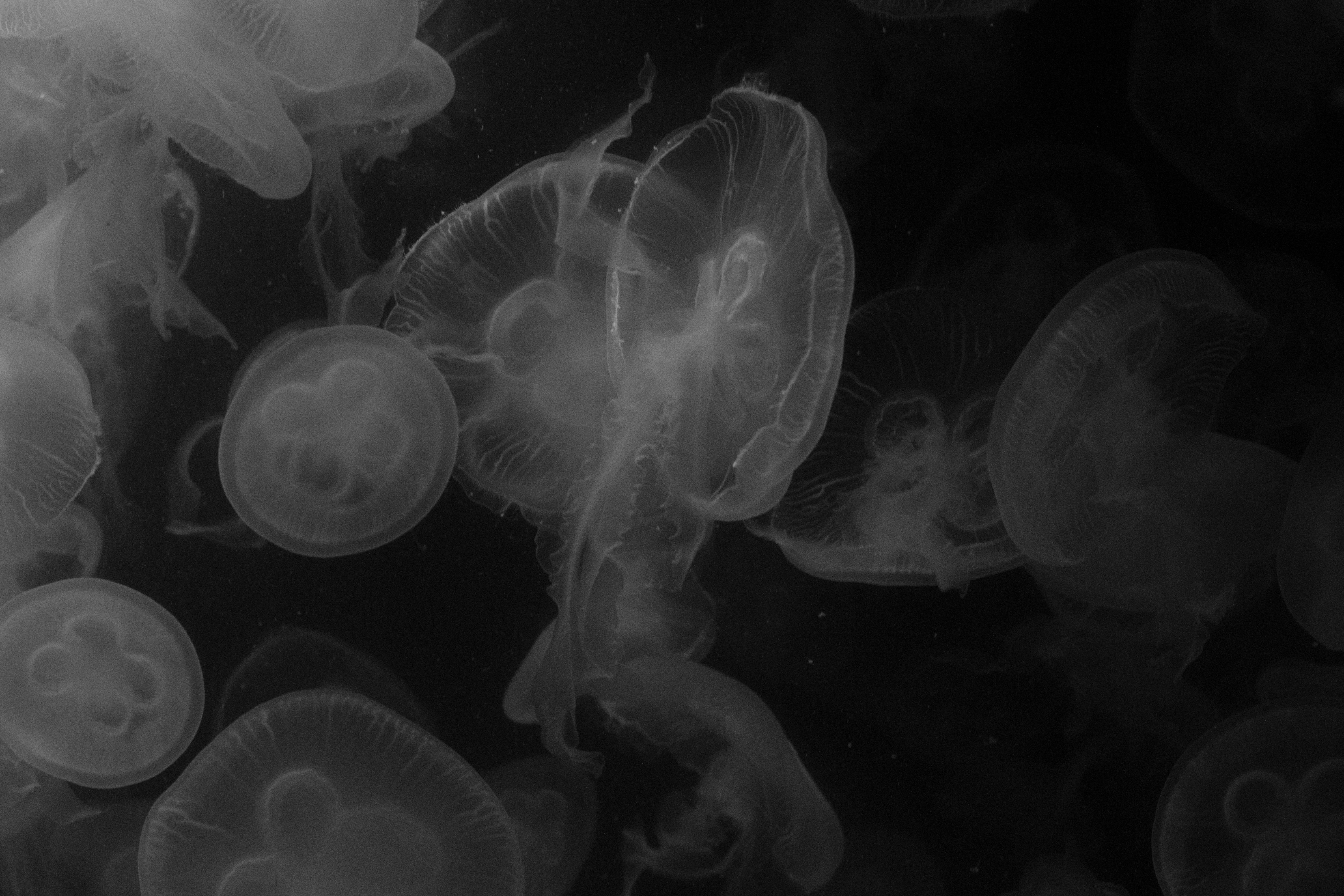 Free Unsplash photo from Thom Oudhuis