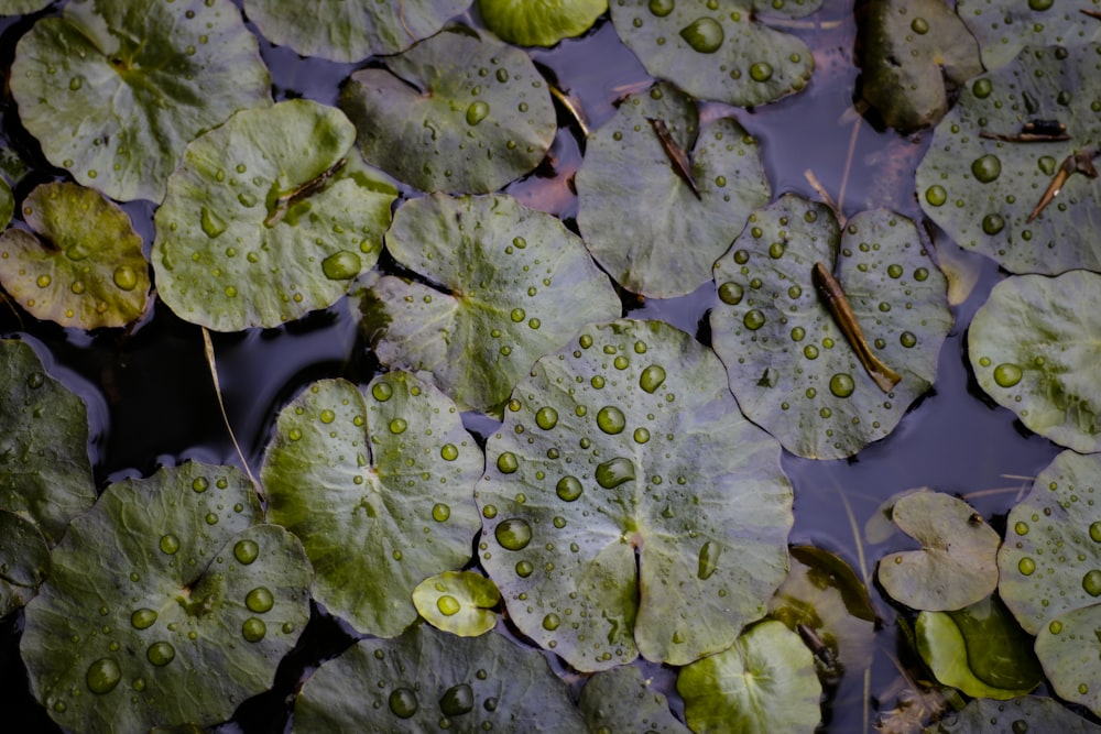 green waterlily closeup photo