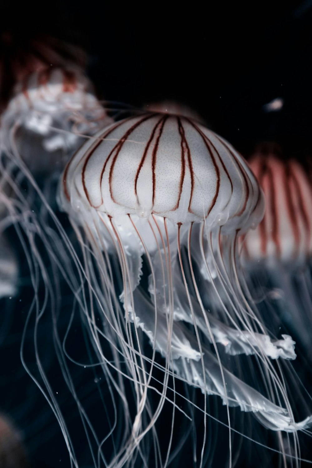 foto ravvicinata di tre meduse