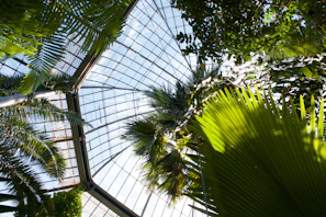 Sunlight filtering through lush green leaves inside Verdaviva’s greenhouse