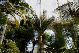 A lush indoor garden with tall palm trees and various tropical plants fills the space. Large arched windows in the background allow natural light to cascade in, highlighting the greenery. The scene is tranquil and vibrant with a diverse array of foliage.