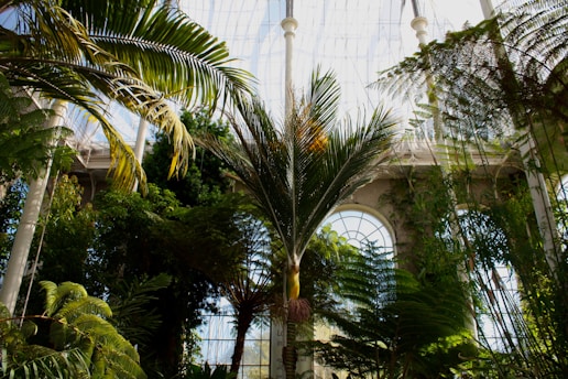 A lush indoor garden with tall palm trees and various tropical plants fills the space. Large arched windows in the background allow natural light to cascade in, highlighting the greenery. The scene is tranquil and vibrant with a diverse array of foliage.
