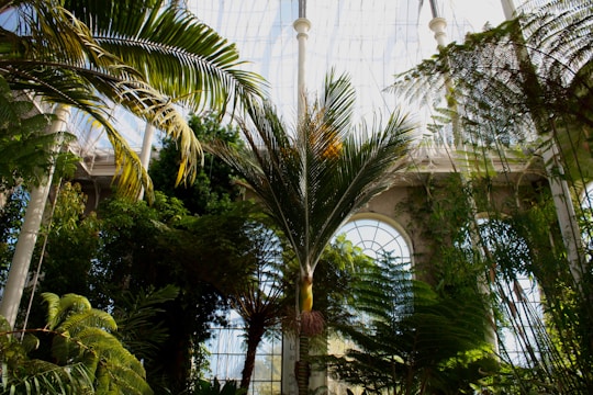 Interior of a bank featuring large leafy plants in decorative pots beside teller stations.