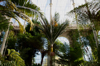 A lush indoor garden with tall palm trees and various tropical plants fills the space. Large arched windows in the background allow natural light to cascade in, highlighting the greenery. The scene is tranquil and vibrant with a diverse array of foliage.