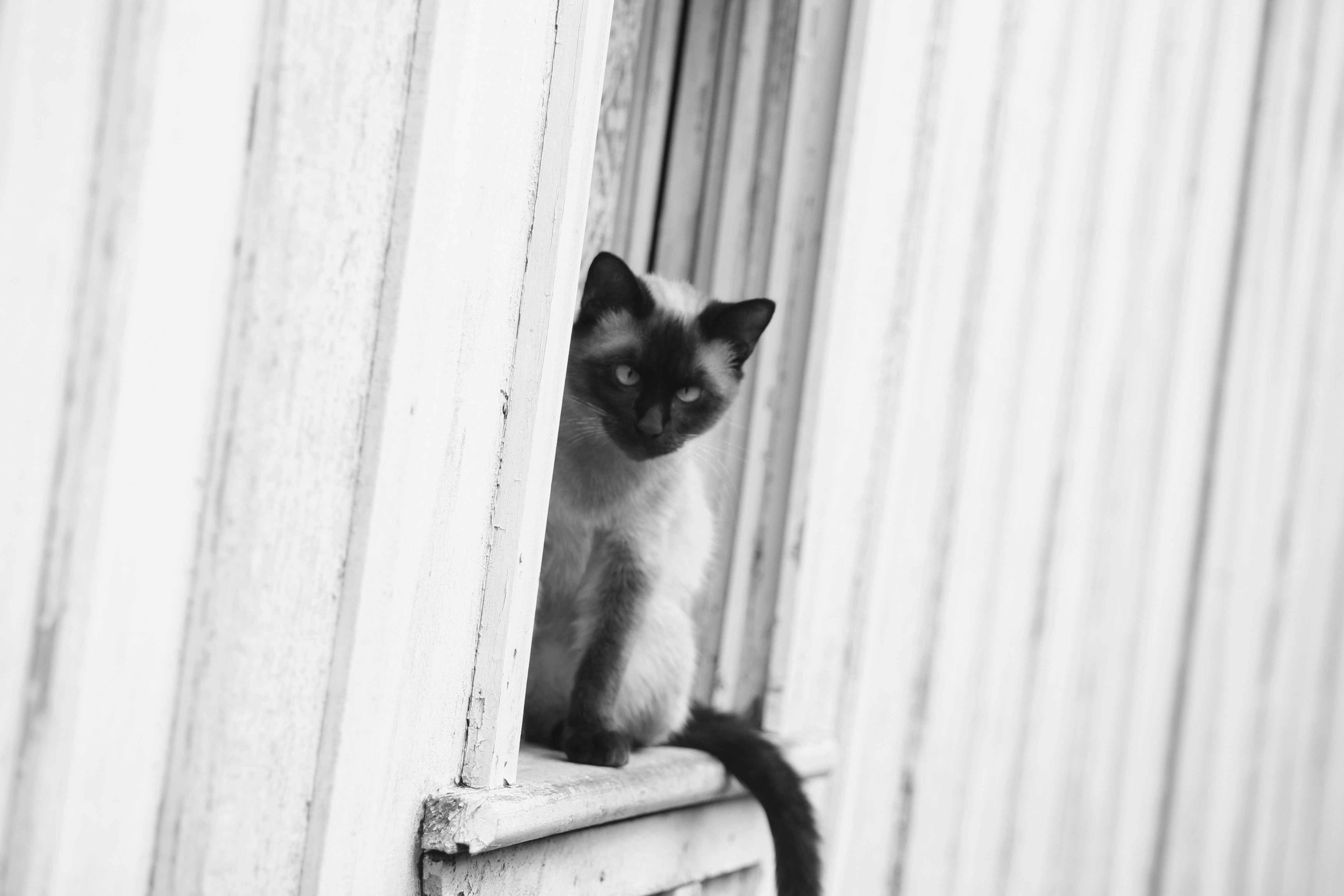 Free Unsplash photo from Eduardo Jaeger