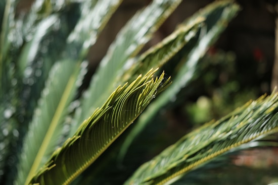 Close-up of a vibrant green plant, with elongated leaves showing intricate veins and textures. The sunlight casts a natural highlight on the leaves, creating a dynamic play of light and shadow.