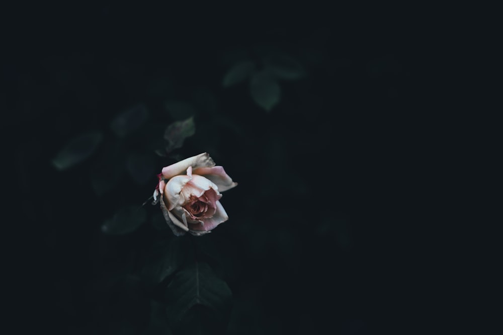 Macro Shot de Fleur Rose