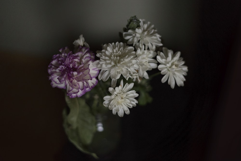 white and purple petaled flowers