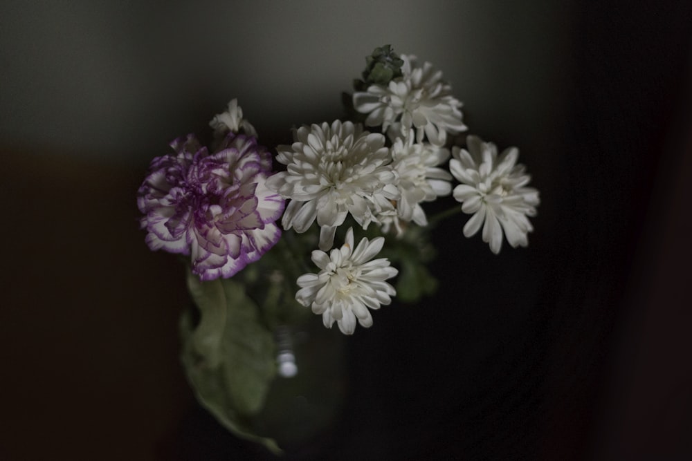 흰색과 보라색 꽃잎 꽃