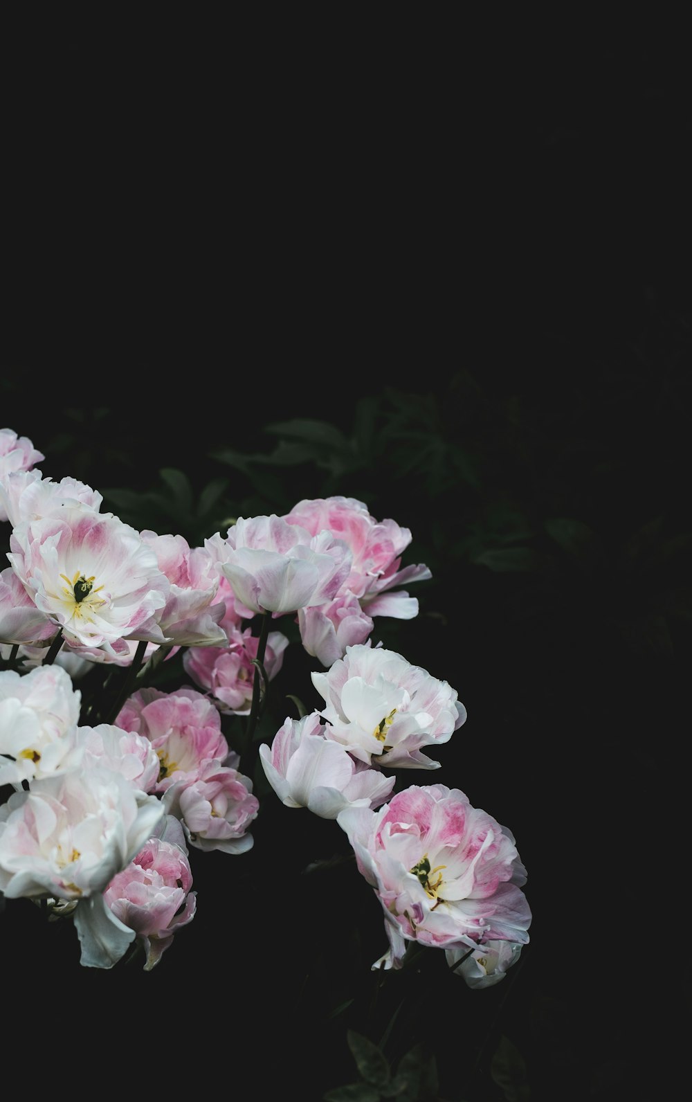 fleurs aux pétales blancs et roses