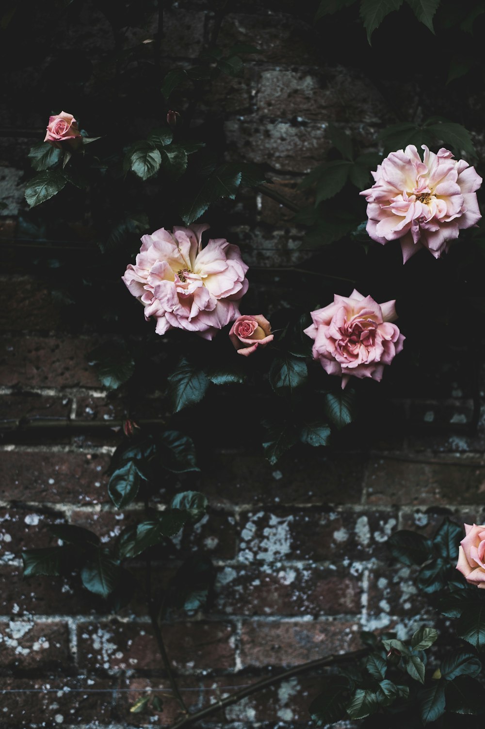 pink and red petaled flower bloom