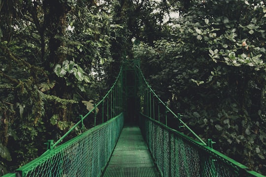 green bridge near trees in Monteverde Costa Rica