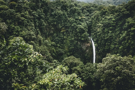 waterfalls surround by trees in La Fortuna Waterfall Costa Rica