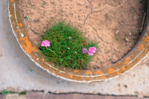 A top-down view of a terracotta pot with a rough, weathered surface. Inside the pot, a clump of green foliage is visible, adorned with several small, vibrant pink flowers. The surrounding ground is composed of cracked, dry soil.