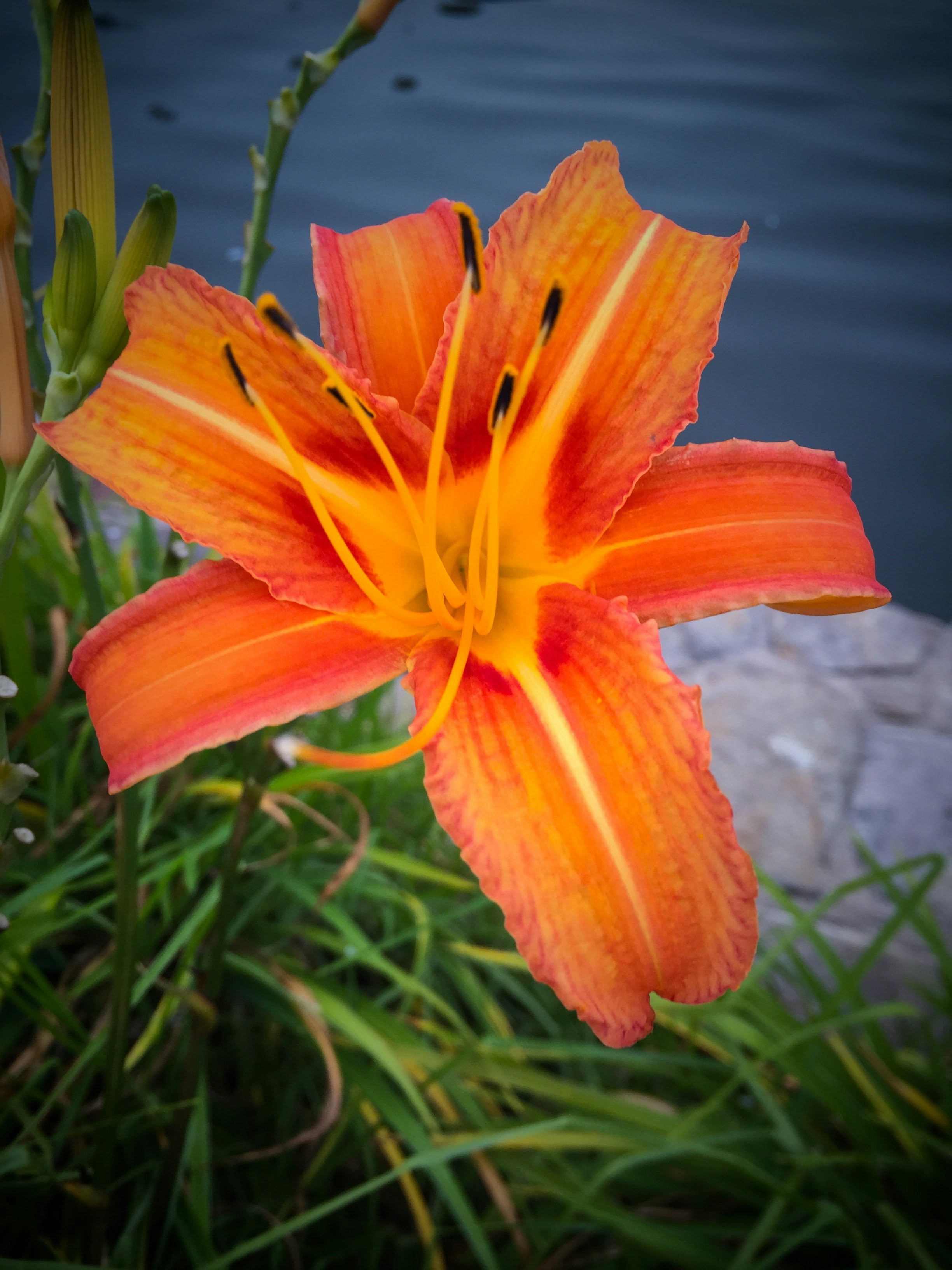 Free Unsplash photo from Sonya Rackwitz