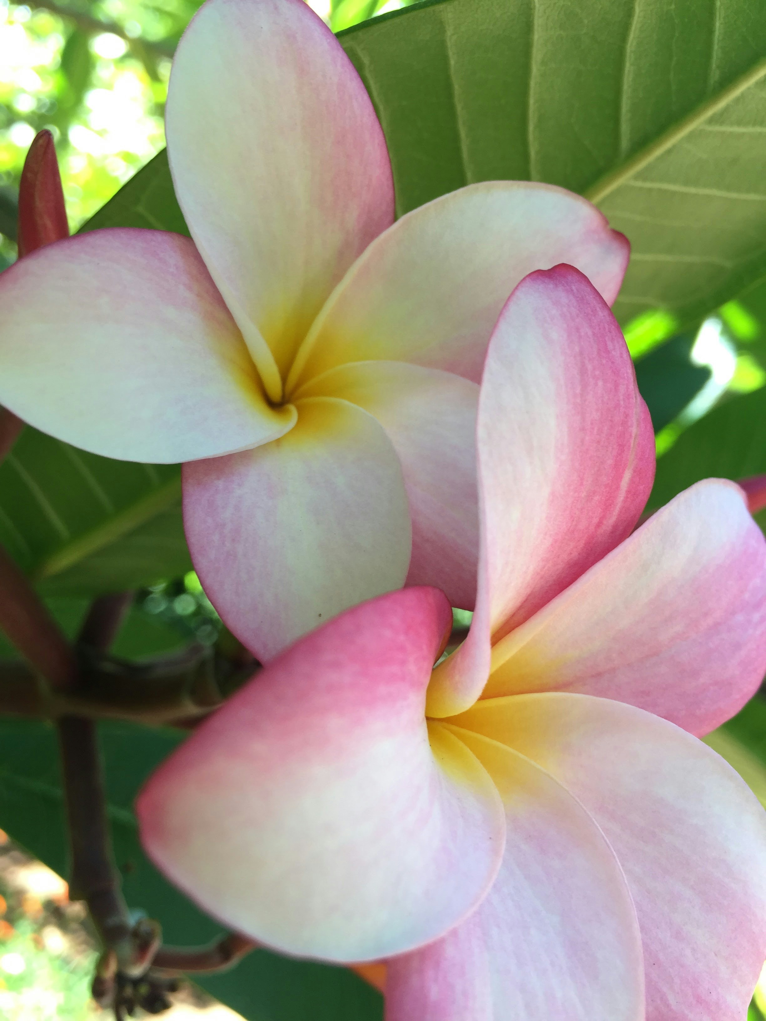 Free Unsplash photo from Sonya Rackwitz